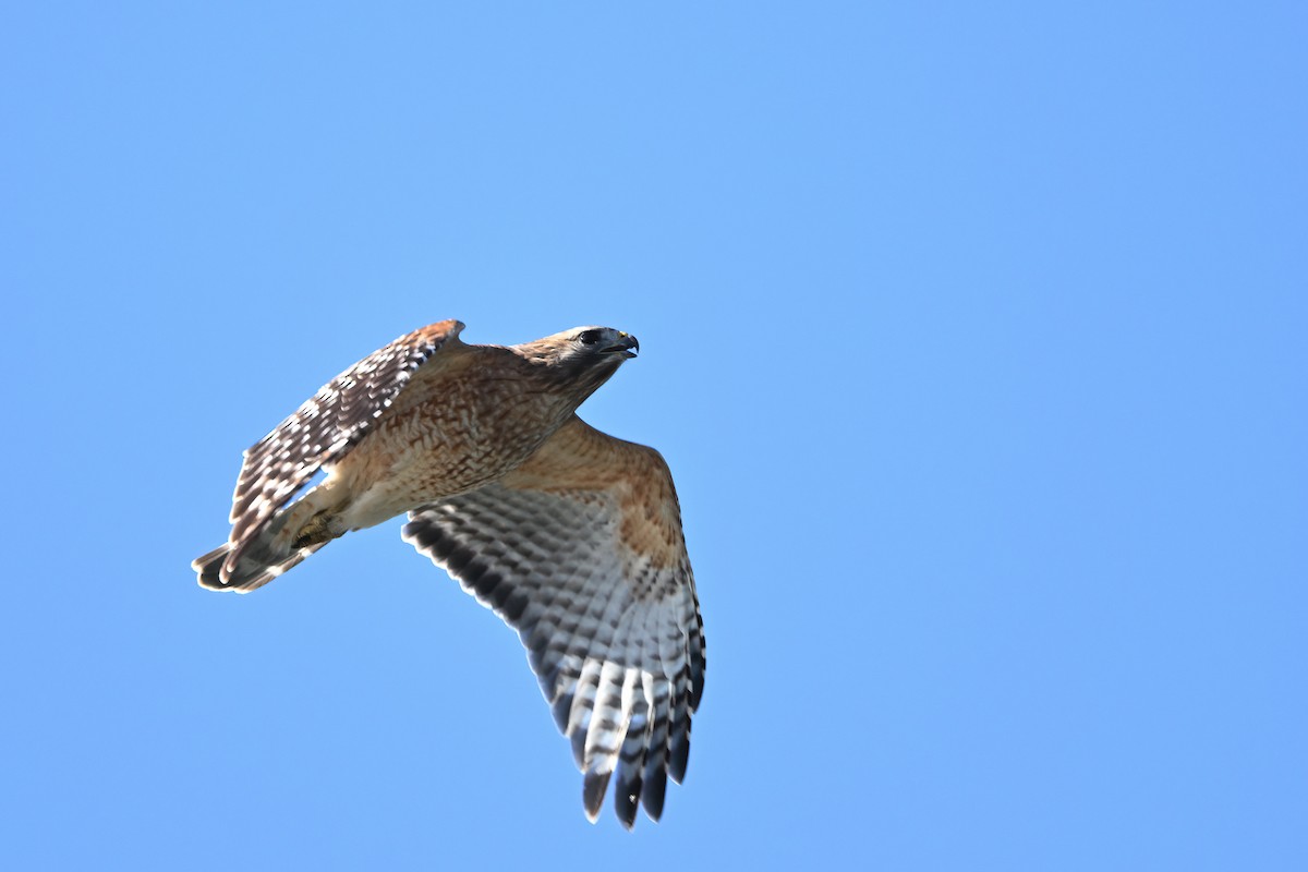 Red-shouldered Hawk (lineatus Group) - ML610911053