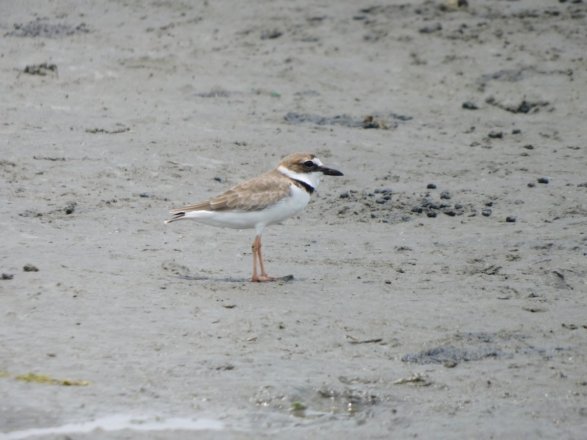 Wilson's Plover - ML610911058