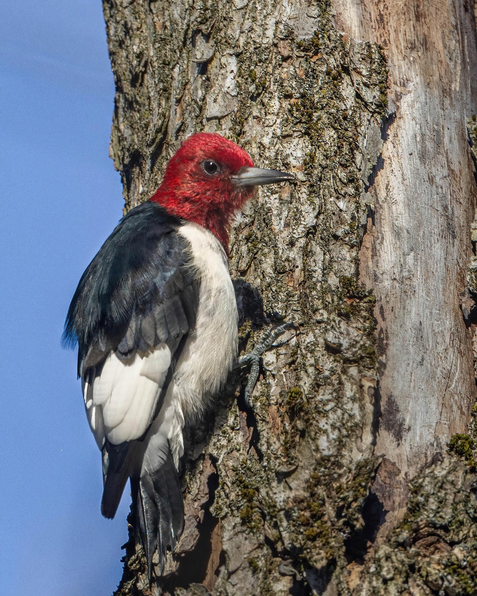 Red-headed Woodpecker - ML610911176