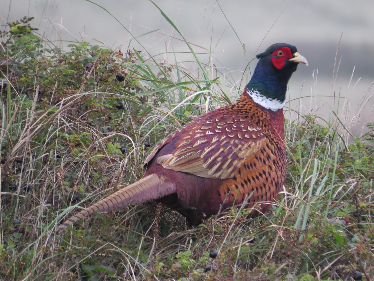 Ring-necked Pheasant - ML610911222