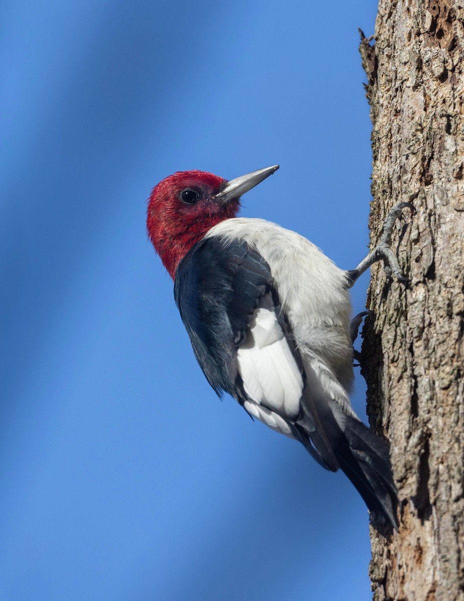 Red-headed Woodpecker - ML610911227