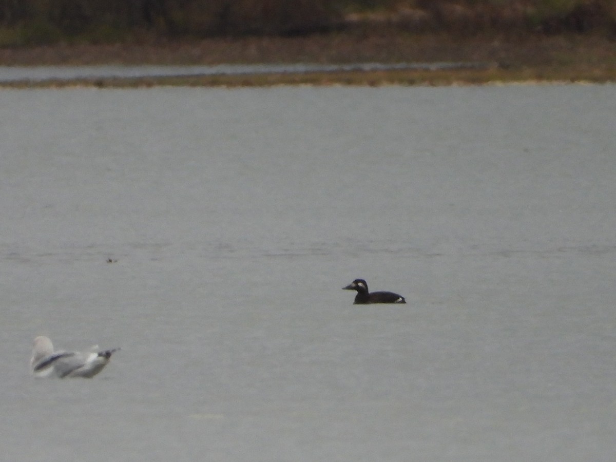 White-winged Scoter - ML610911258