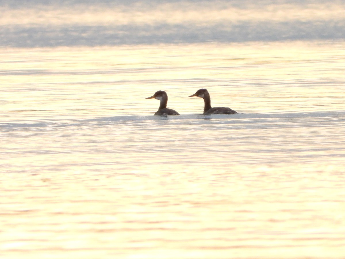 Red-necked Grebe - Amanda & Matt Sloan