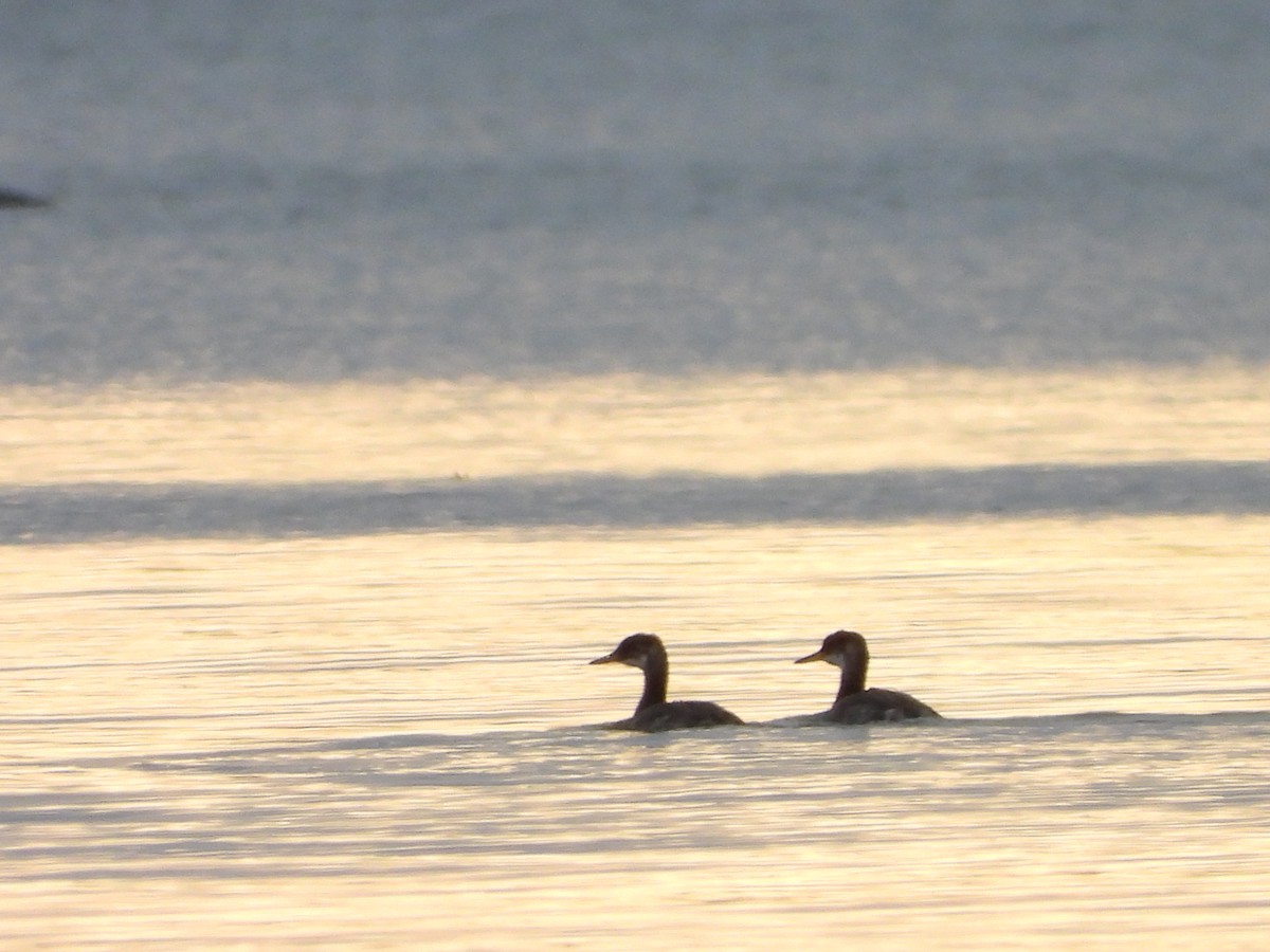 Red-necked Grebe - ML610911332