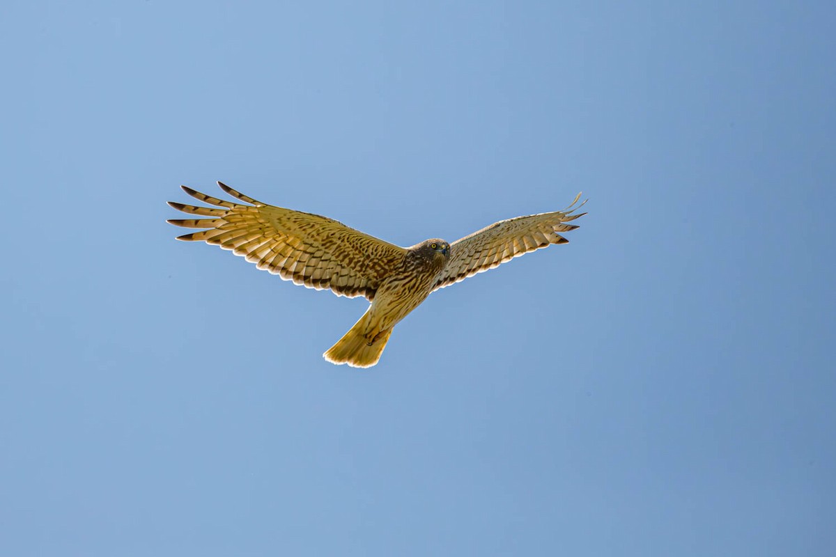 Swamp Harrier - ML610911356
