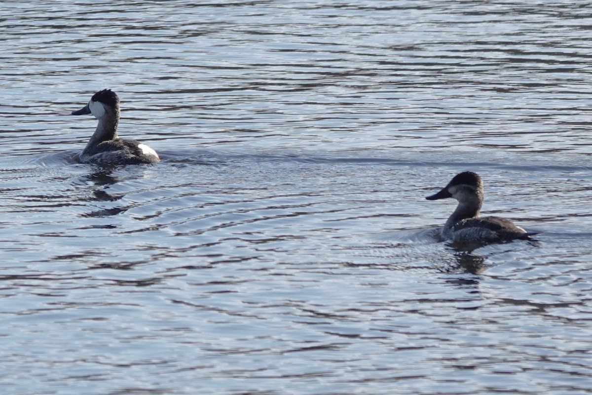 Ruddy Duck - ML610911526