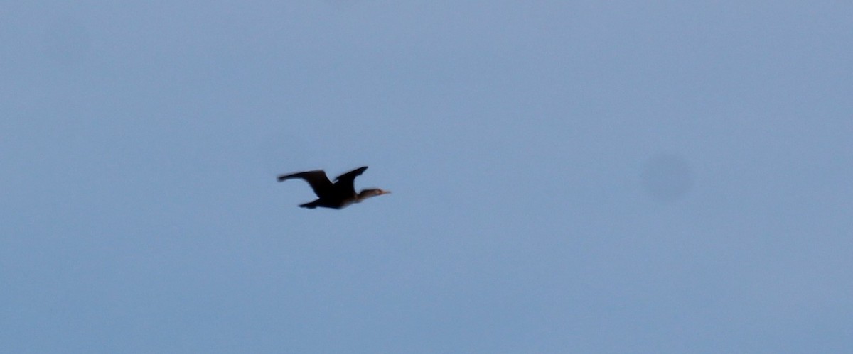 eBird Checklist - 8 Nov 2023 - Raccoon Ridge Hawk Watch - 30 species