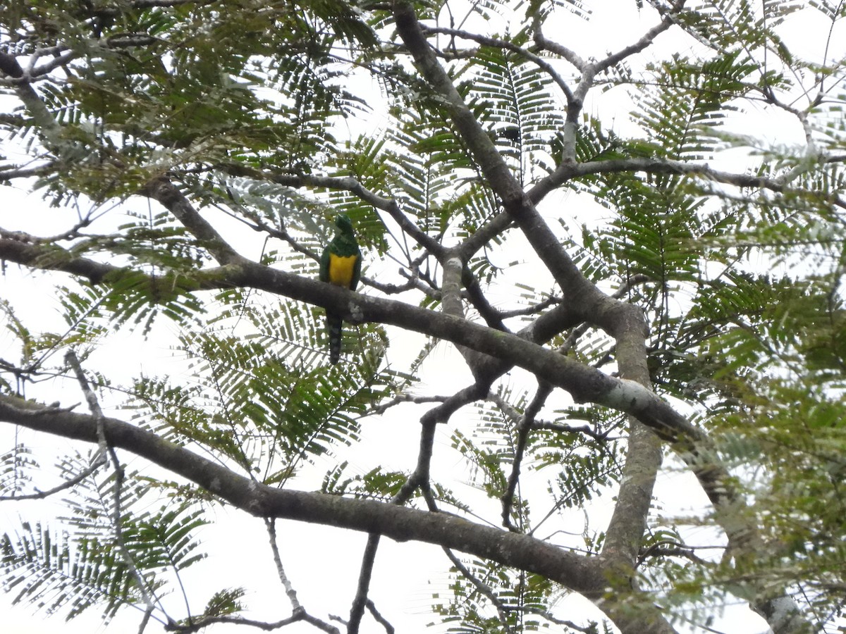 African Emerald Cuckoo - ML610911587