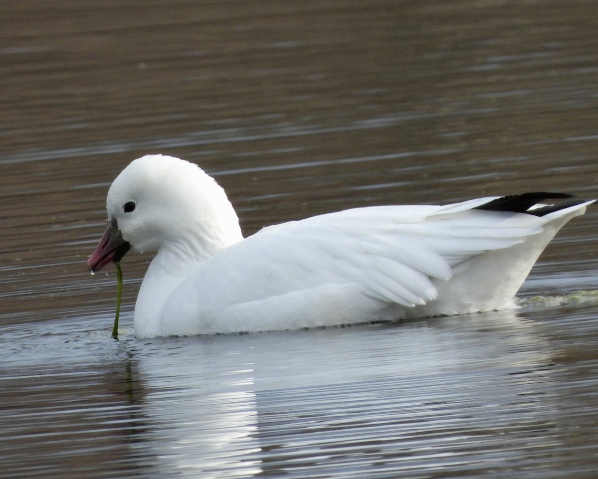 Ross's Goose - ML610911689