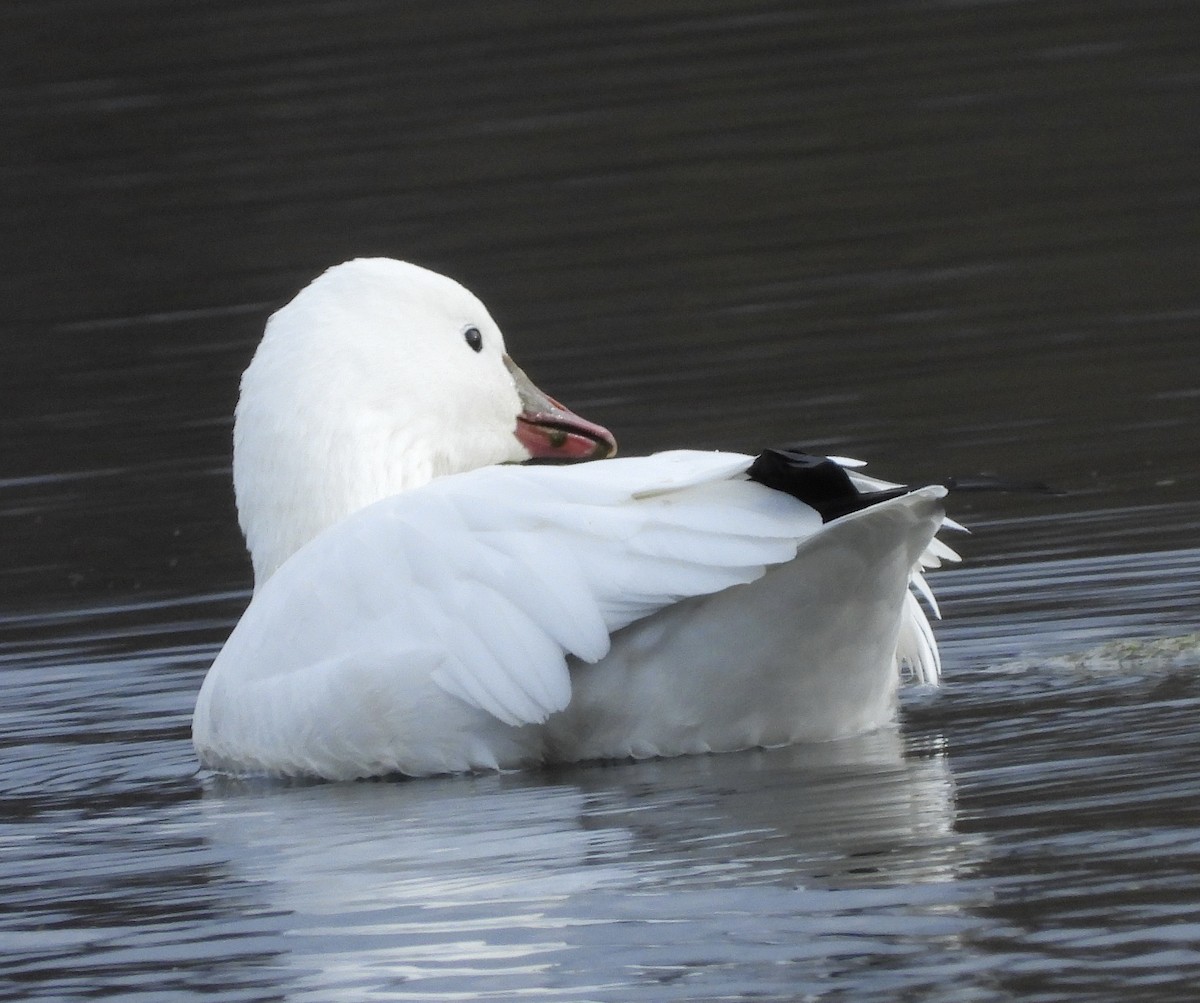 Ross's Goose - ML610911754