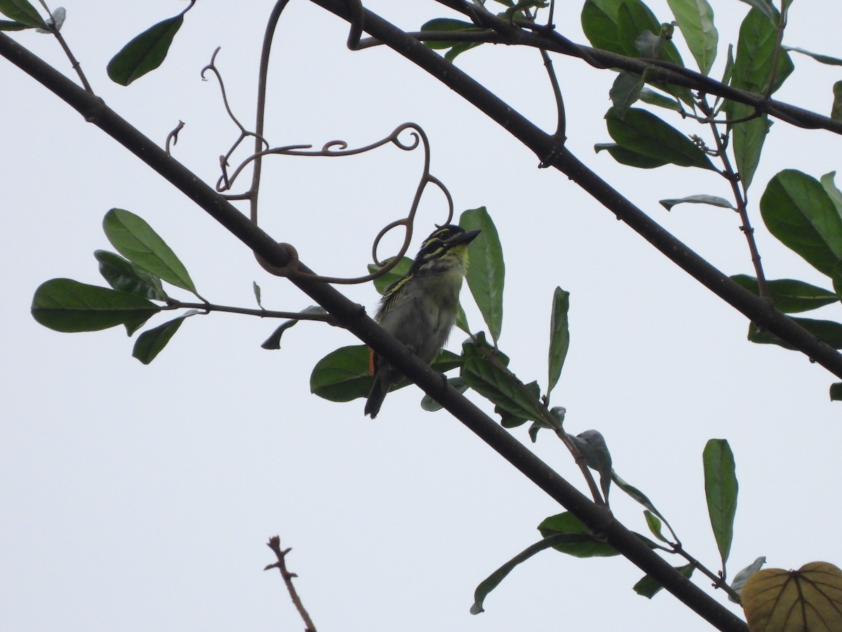 Rotbürzel-Bartvogel - ML610911761