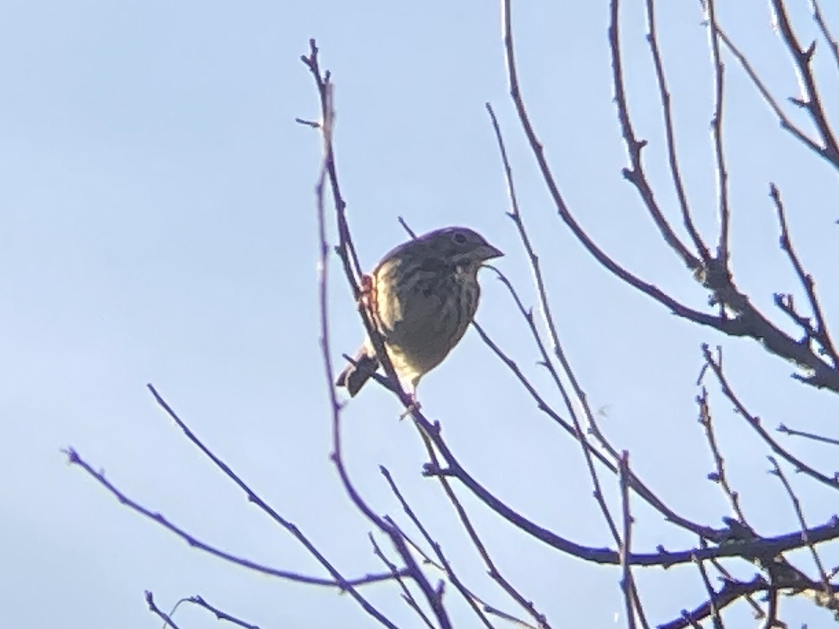 Vesper Sparrow - ML610911770