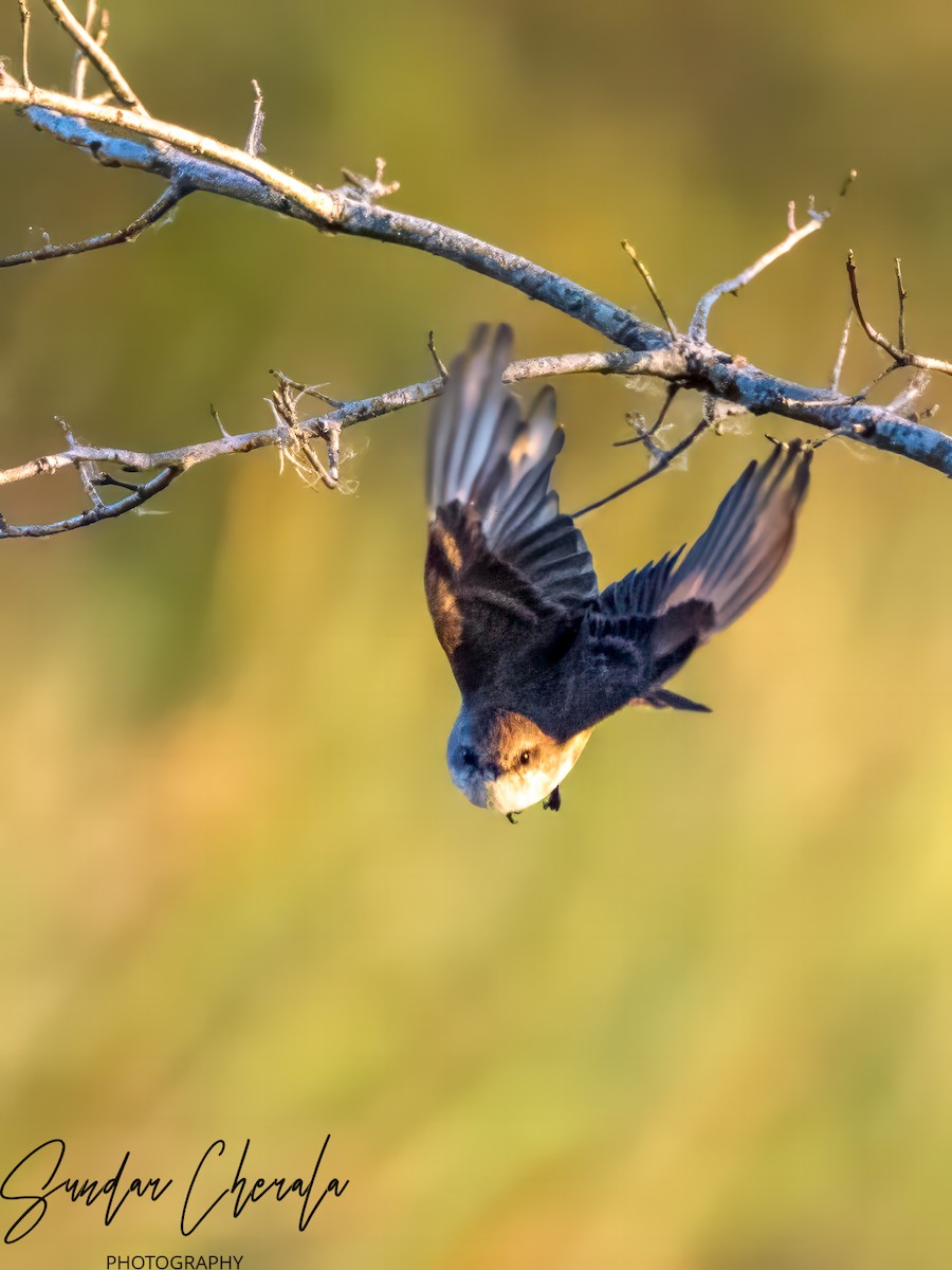 Vermilion Flycatcher - Sundar Cherala