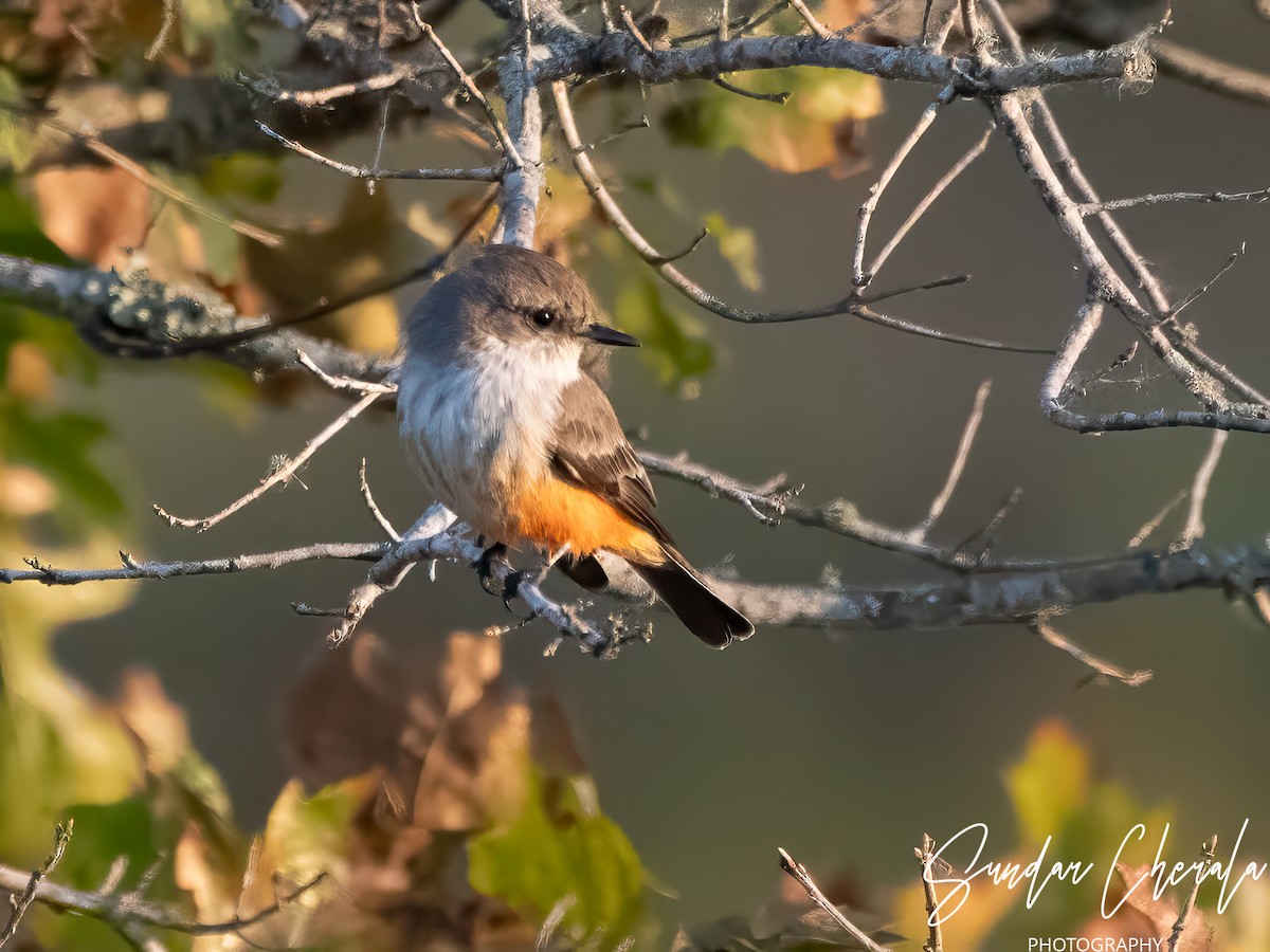 Vermilion Flycatcher - Sundar Cherala