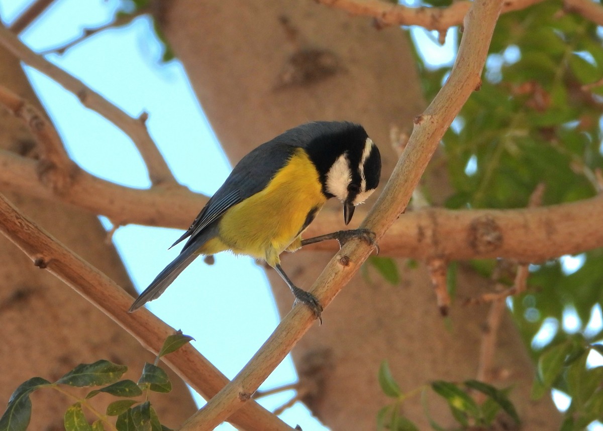 African Blue Tit - ML610911845