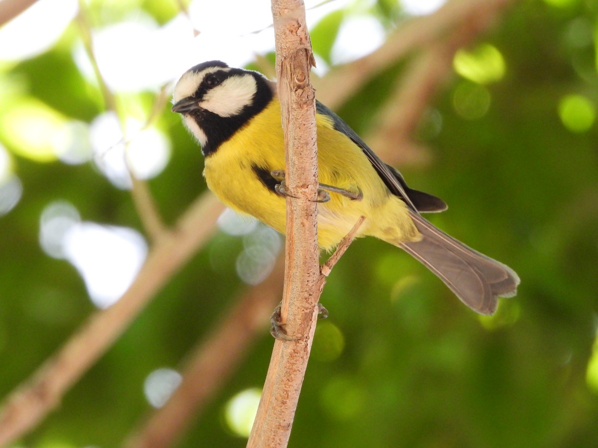 African Blue Tit - ML610911846