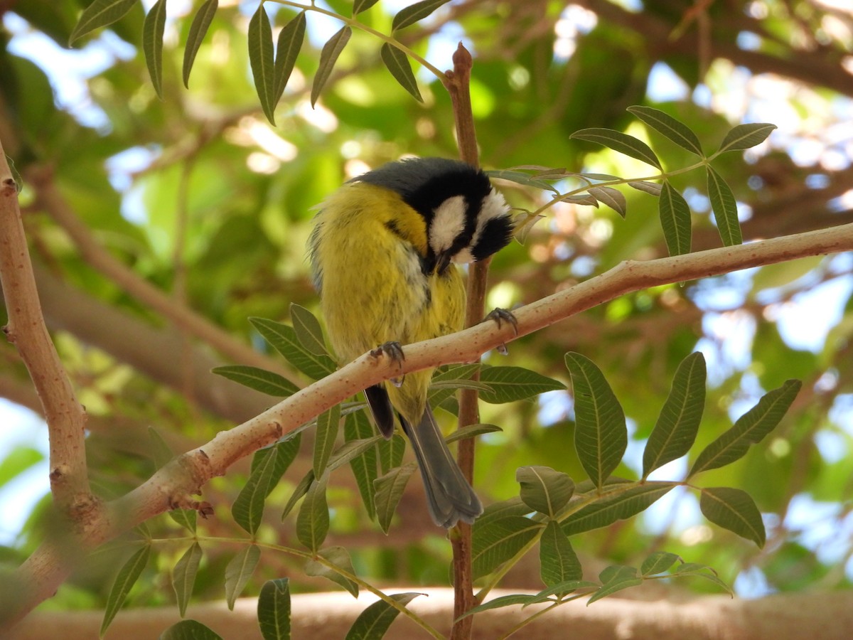 African Blue Tit - ML610911848