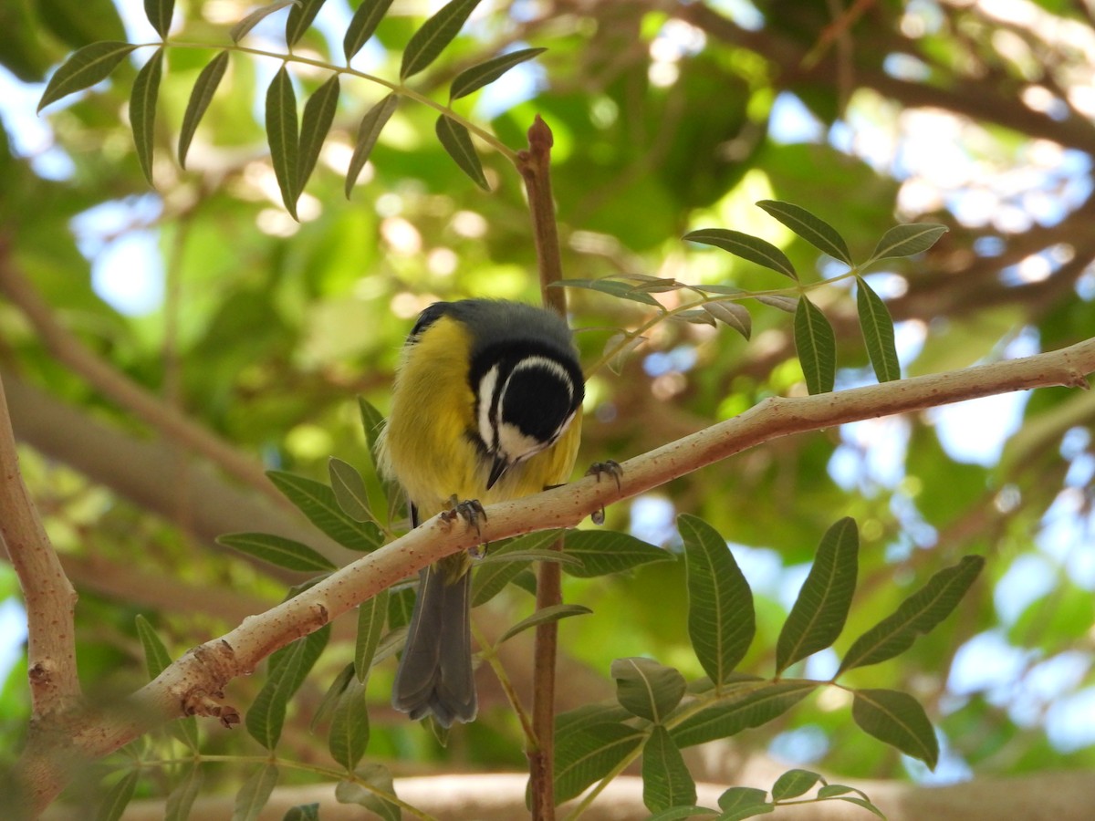 African Blue Tit - Jon Iratzagorria Garay