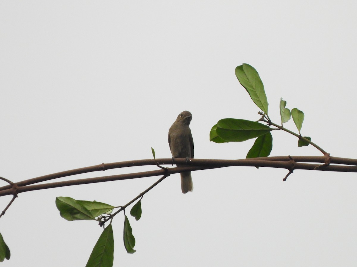 Cassin's Honeyguide - ML610911854