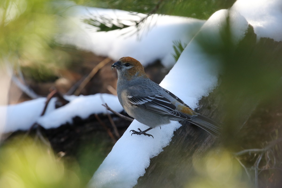 Pine Grosbeak - ML610911858
