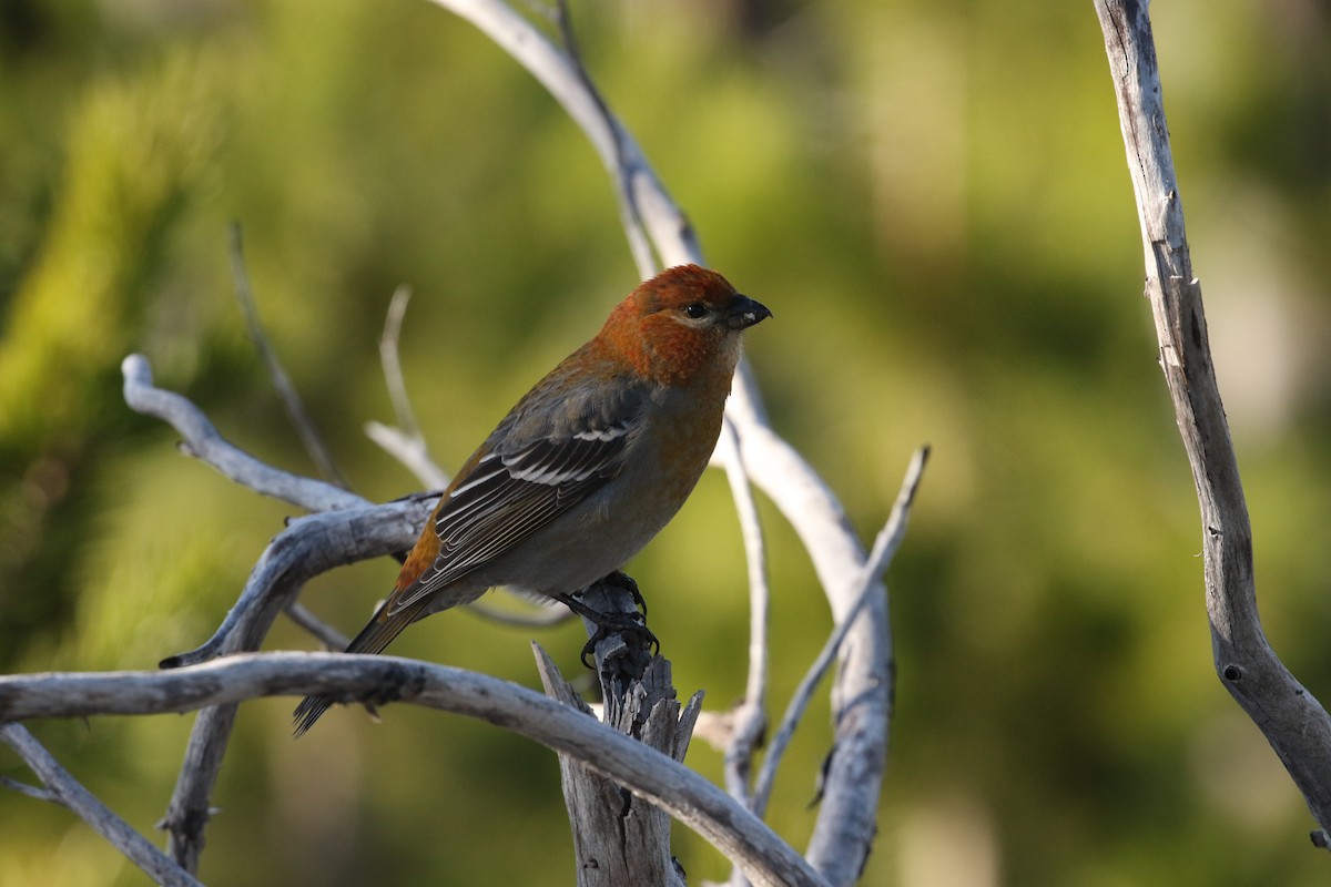 Pine Grosbeak - ML610911859