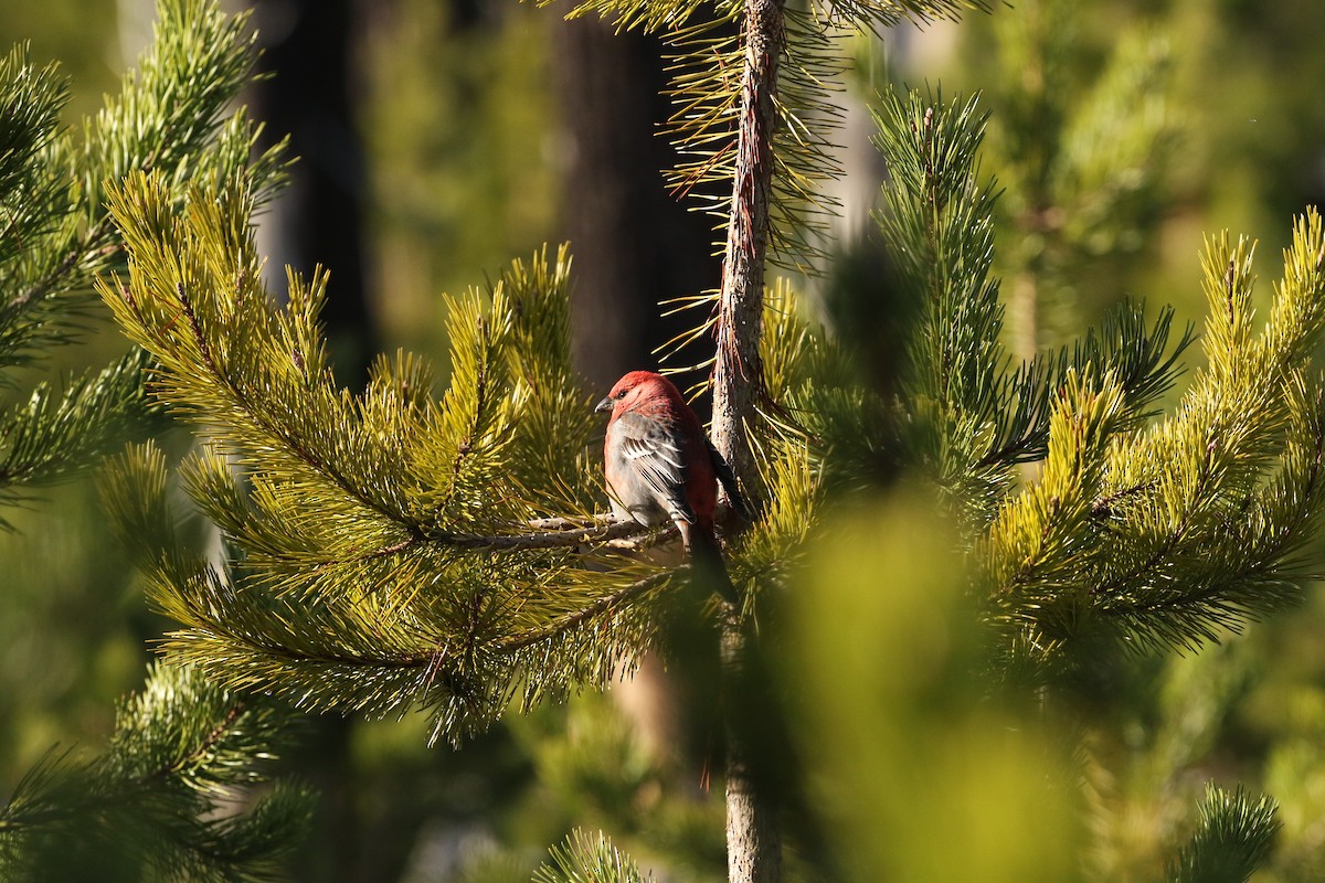 Pine Grosbeak - ML610911860