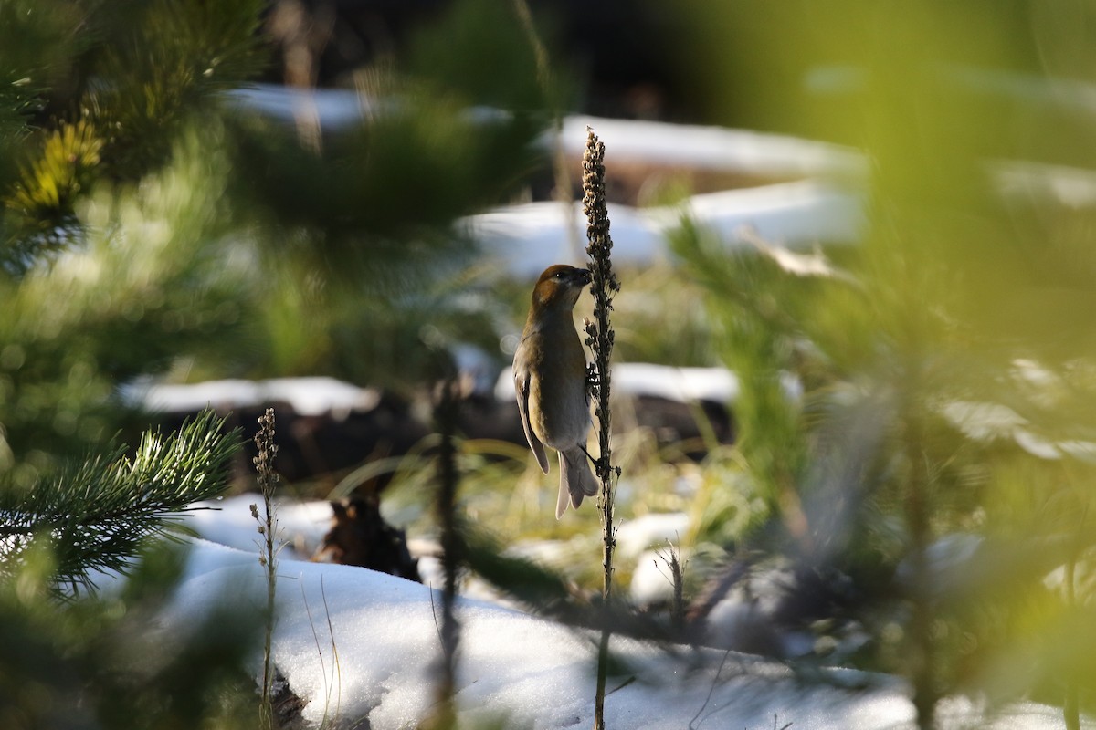 Pine Grosbeak - ML610911861