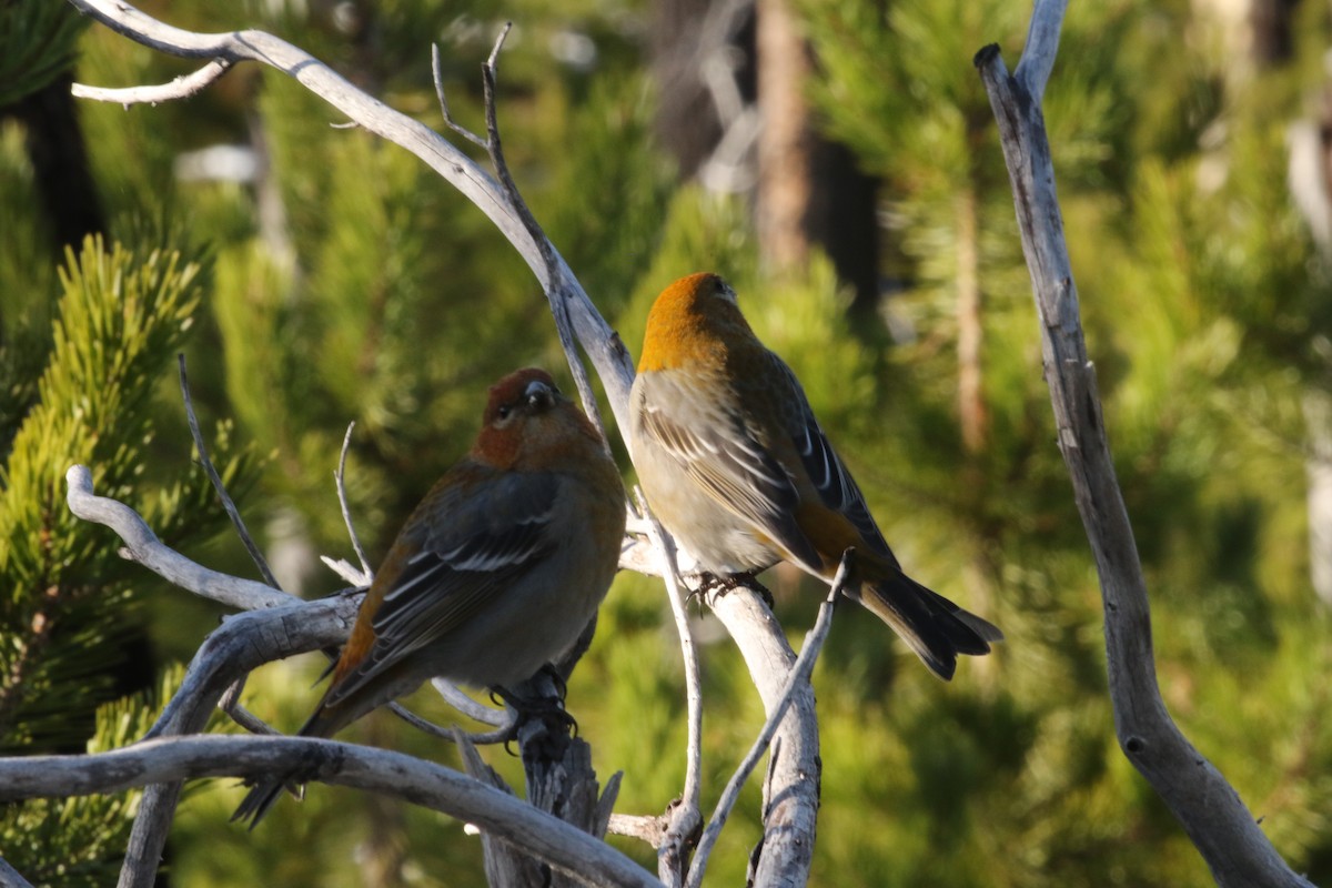 Pine Grosbeak - ML610911862