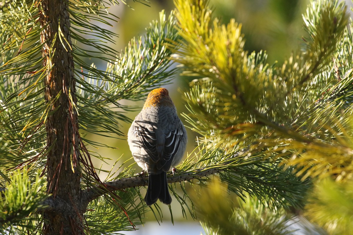 Pine Grosbeak - ML610911863