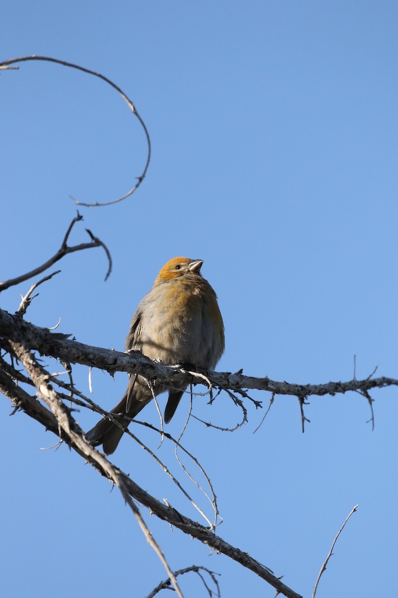 Pine Grosbeak - ML610911864