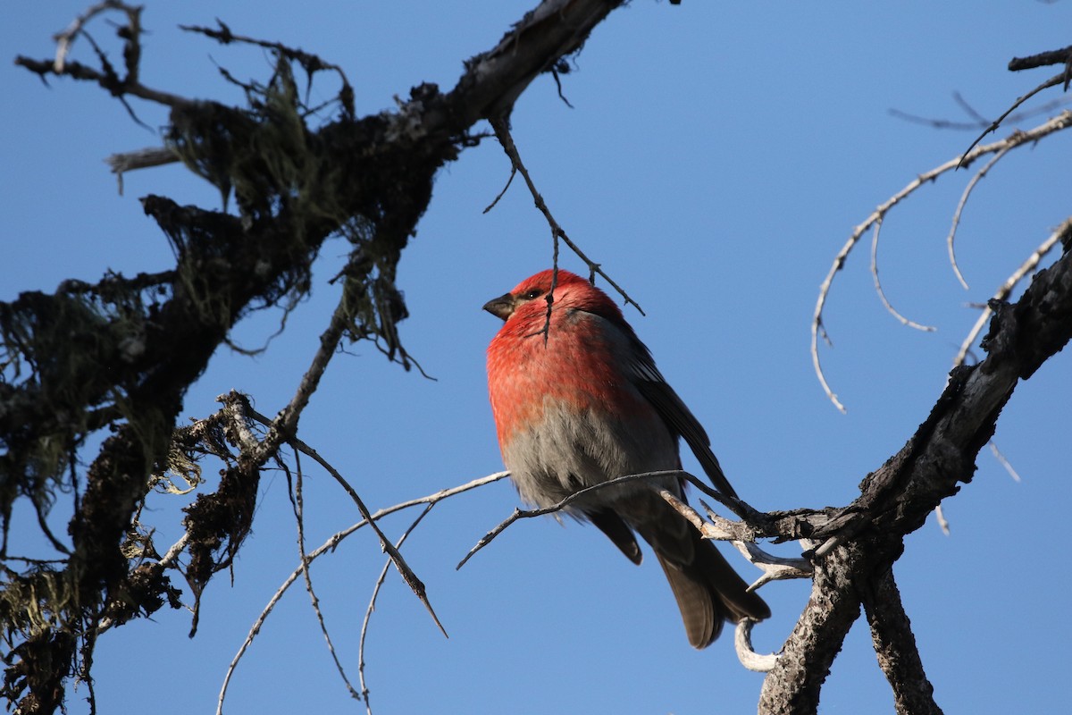 Pine Grosbeak - ML610911865