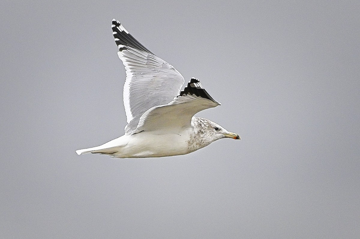 California Gull - ML610911935