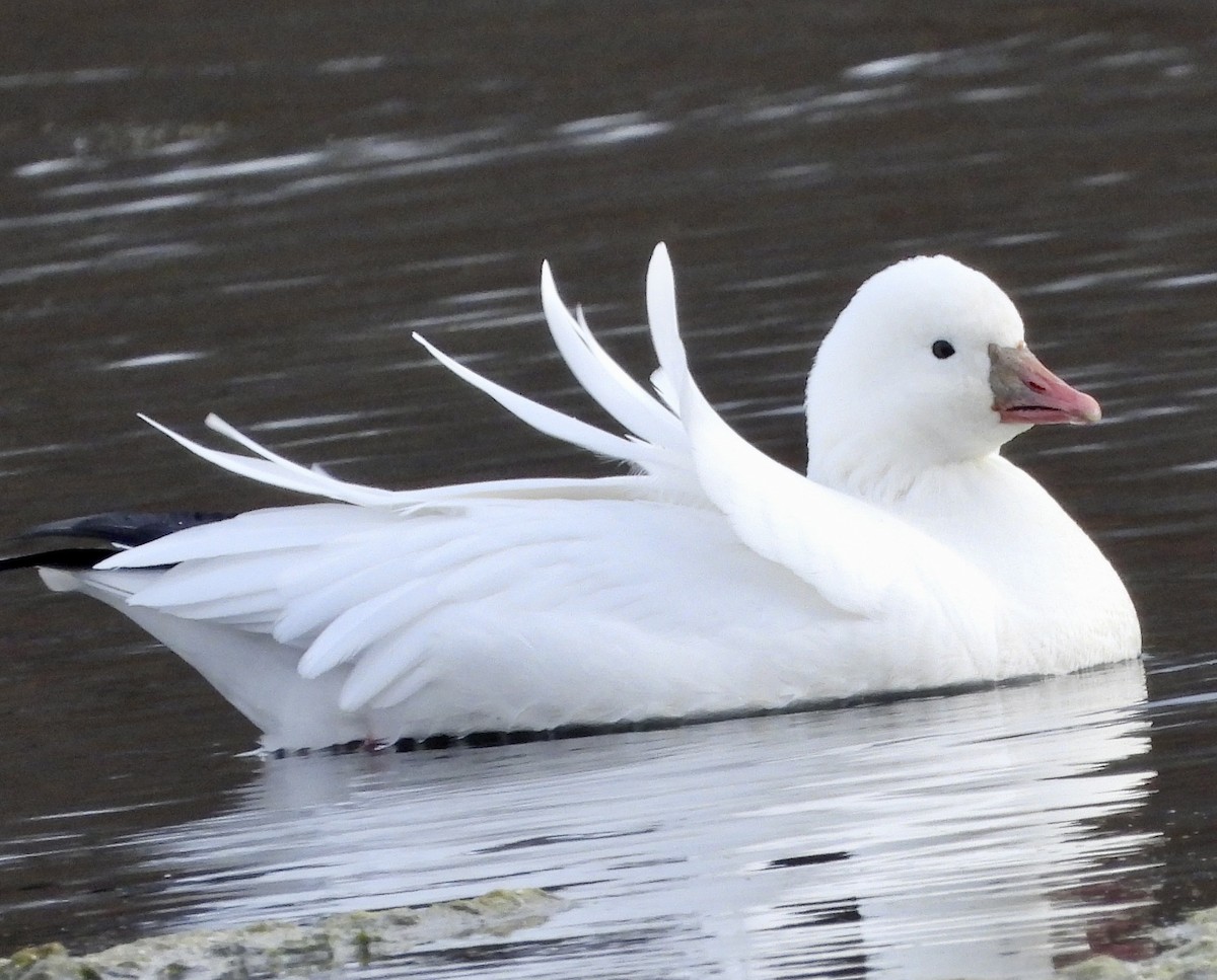 Ross's Goose - ML610911980