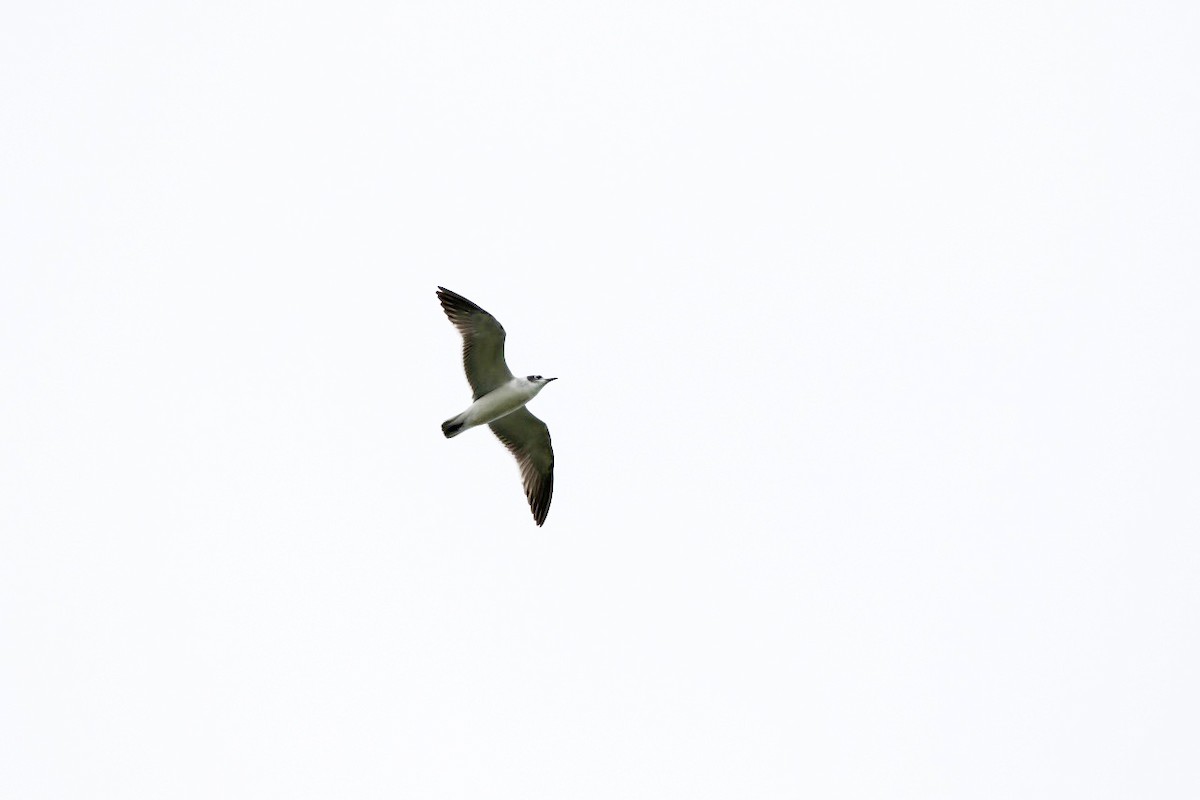 Franklin's Gull - ML610911982