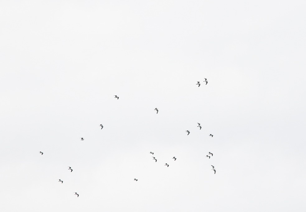 Franklin's Gull - ML610911984