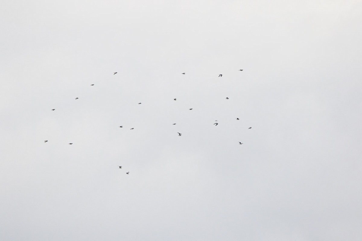 Franklin's Gull - ML610911985