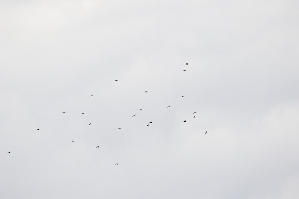 Franklin's Gull - ML610911990