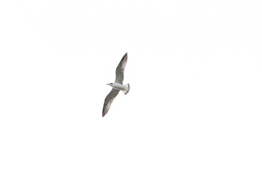 Mouette de Franklin - ML610911991