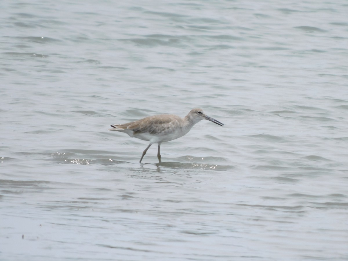 Willet - ML610912104