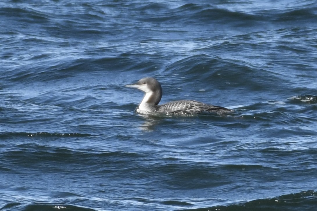 Pacific Loon - ML610912194