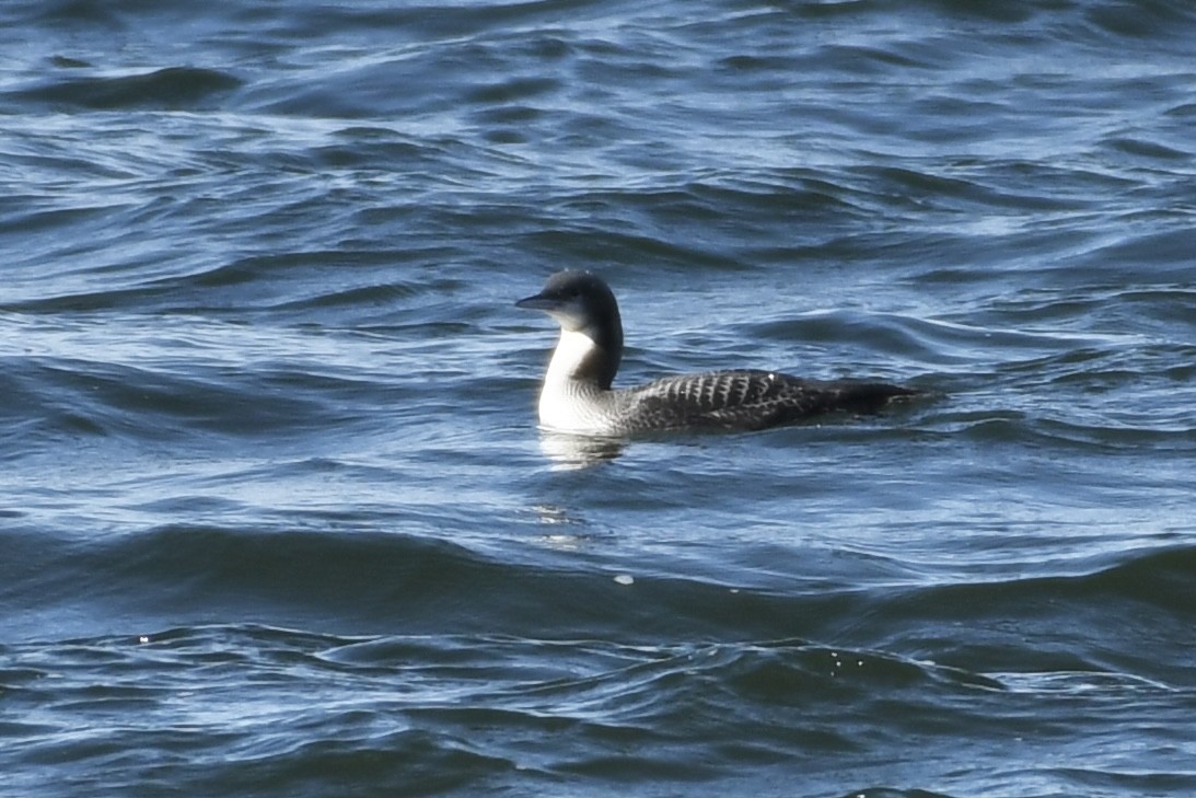 Pacific Loon - ML610912195