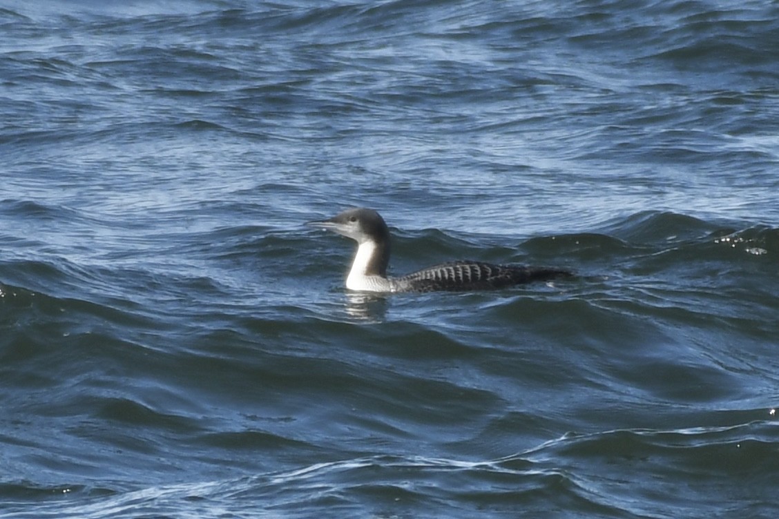 Pacific Loon - ML610912196