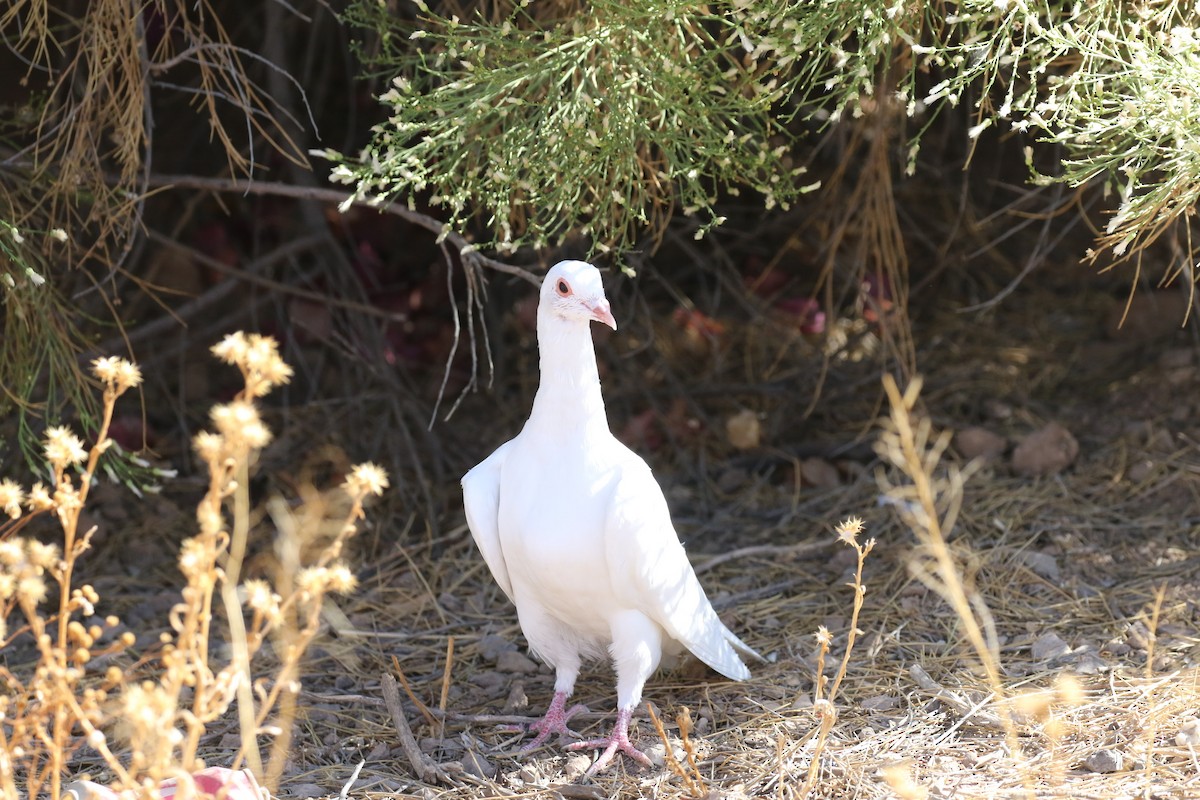 Rock Pigeon (Feral Pigeon) - ML610912229