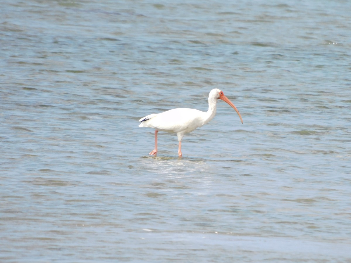 ibis bílý - ML610912230