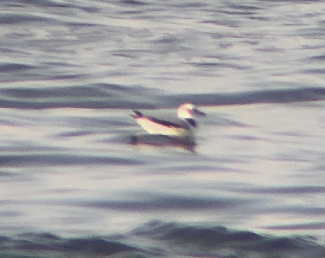 Black-legged Kittiwake - ML610912240