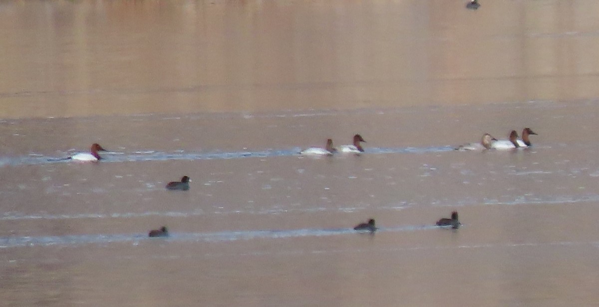 Canvasback - ML610912252