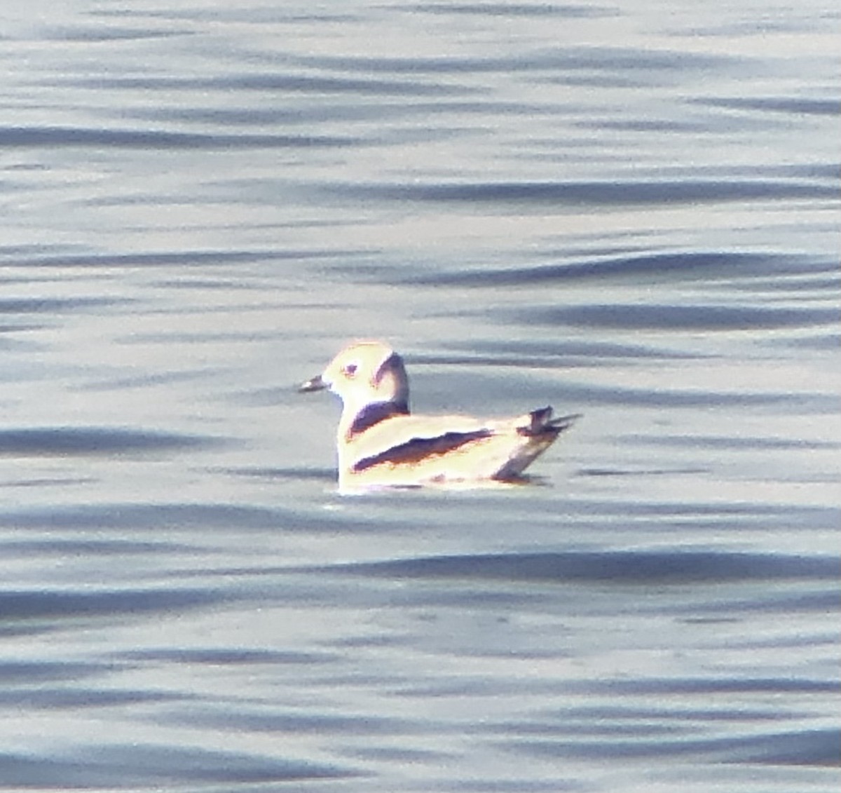 Mouette tridactyle - ML610912281