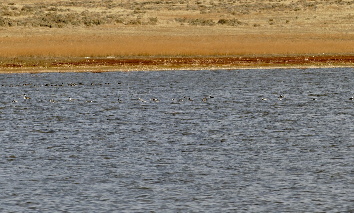 Eared Grebe - ML610912283