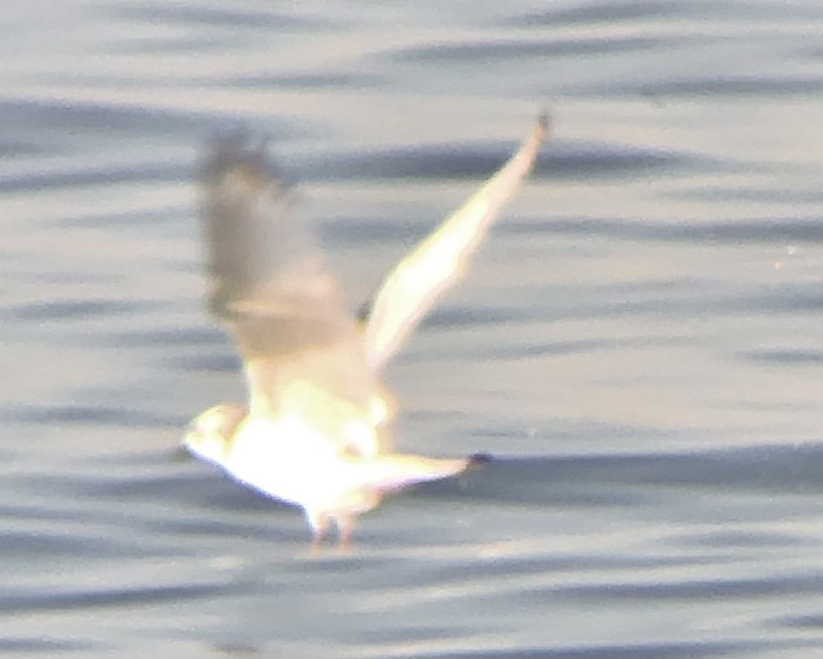 Black-legged Kittiwake - ML610912293