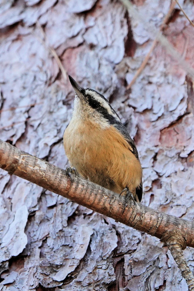 Red-breasted Nuthatch - ML610912317